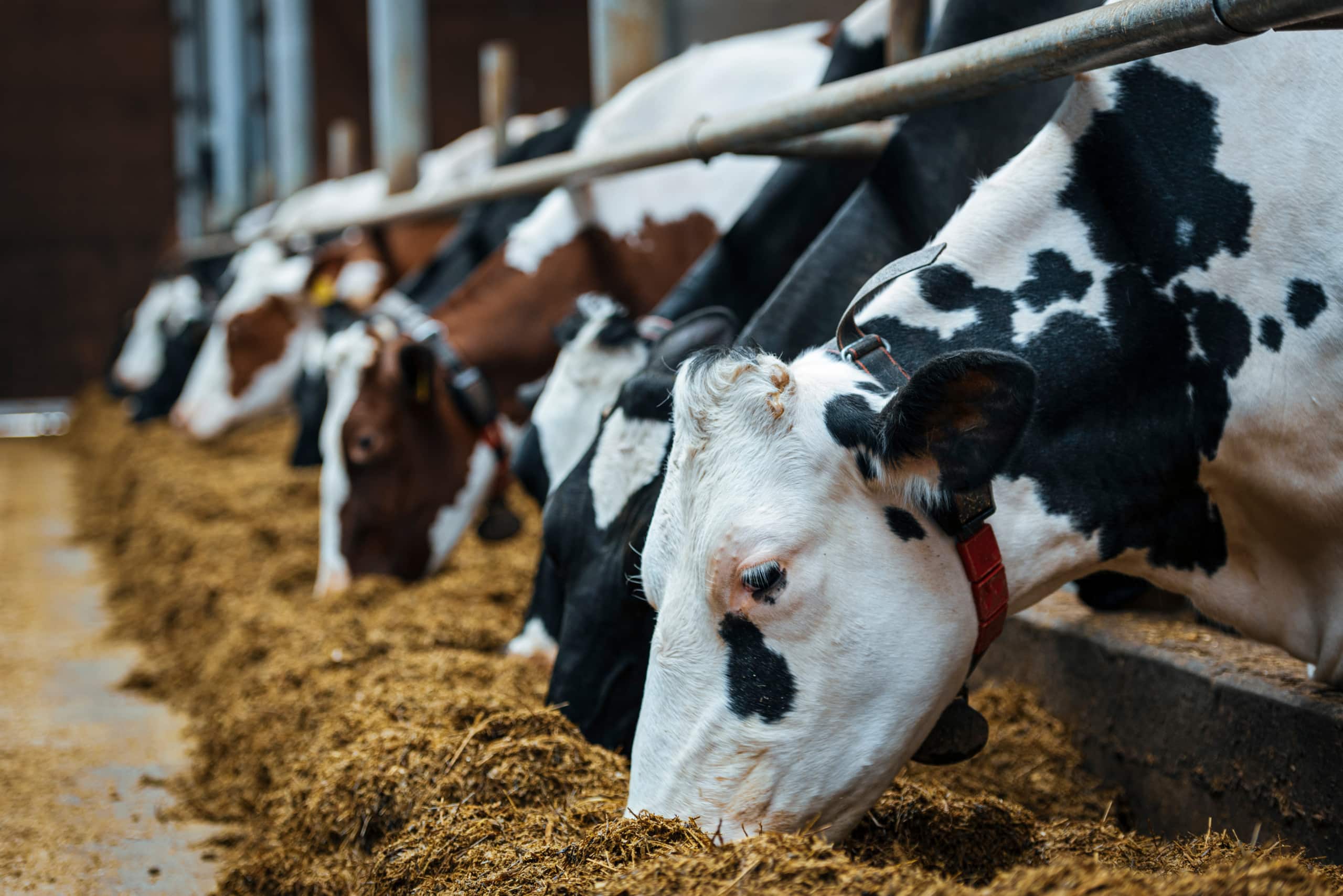 Dairy Cows In Milk Farm