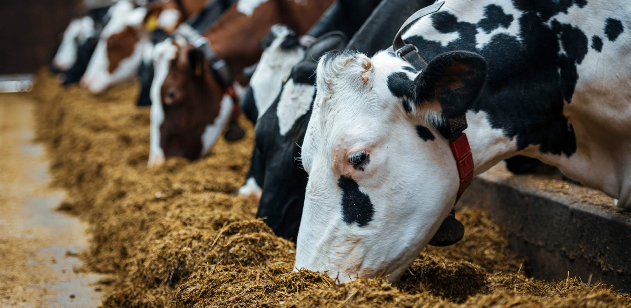 Dairy Cows In Milk Farm