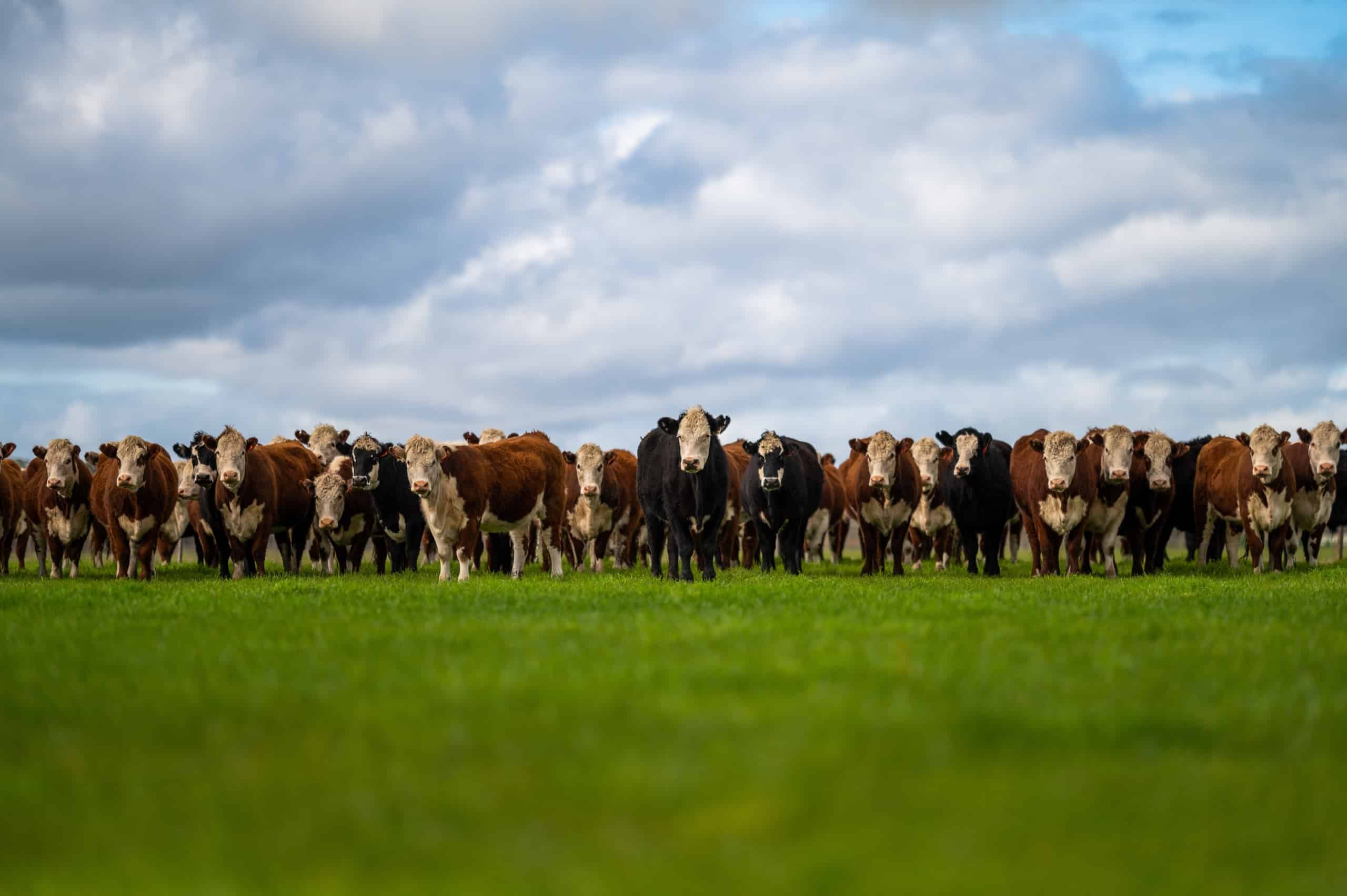 Herd of brown-and-white and black-and-white cows in a line facing viewer in a green field