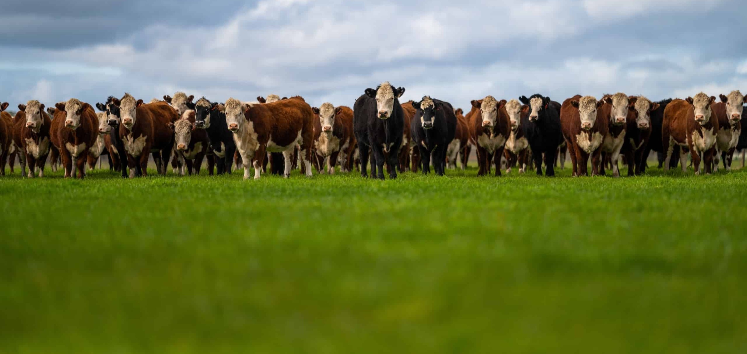 Herd of brown-and-white and black-and-white cows in a line facing viewer in a green field
