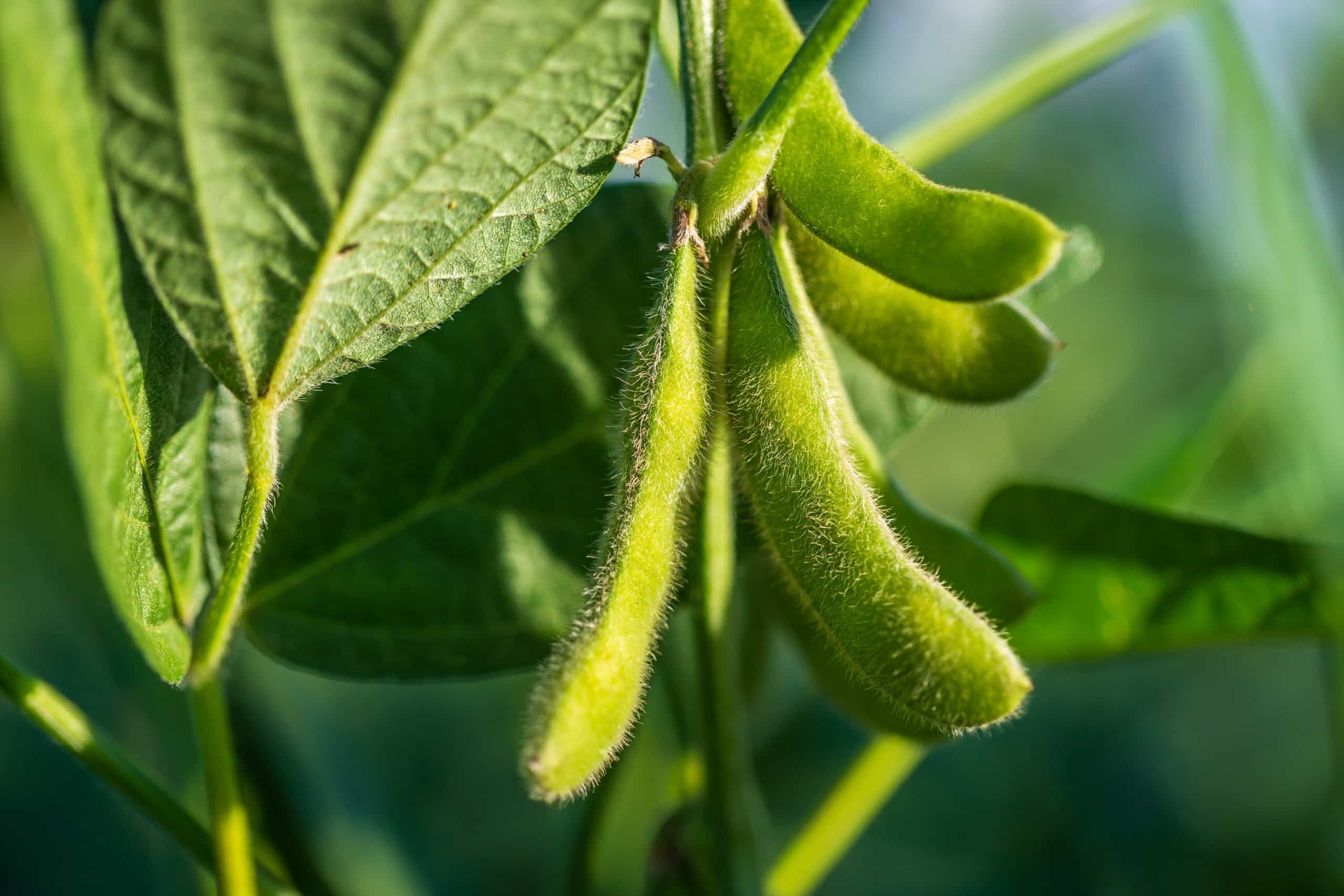 Soybean pods on soybean plant on a sunny day.