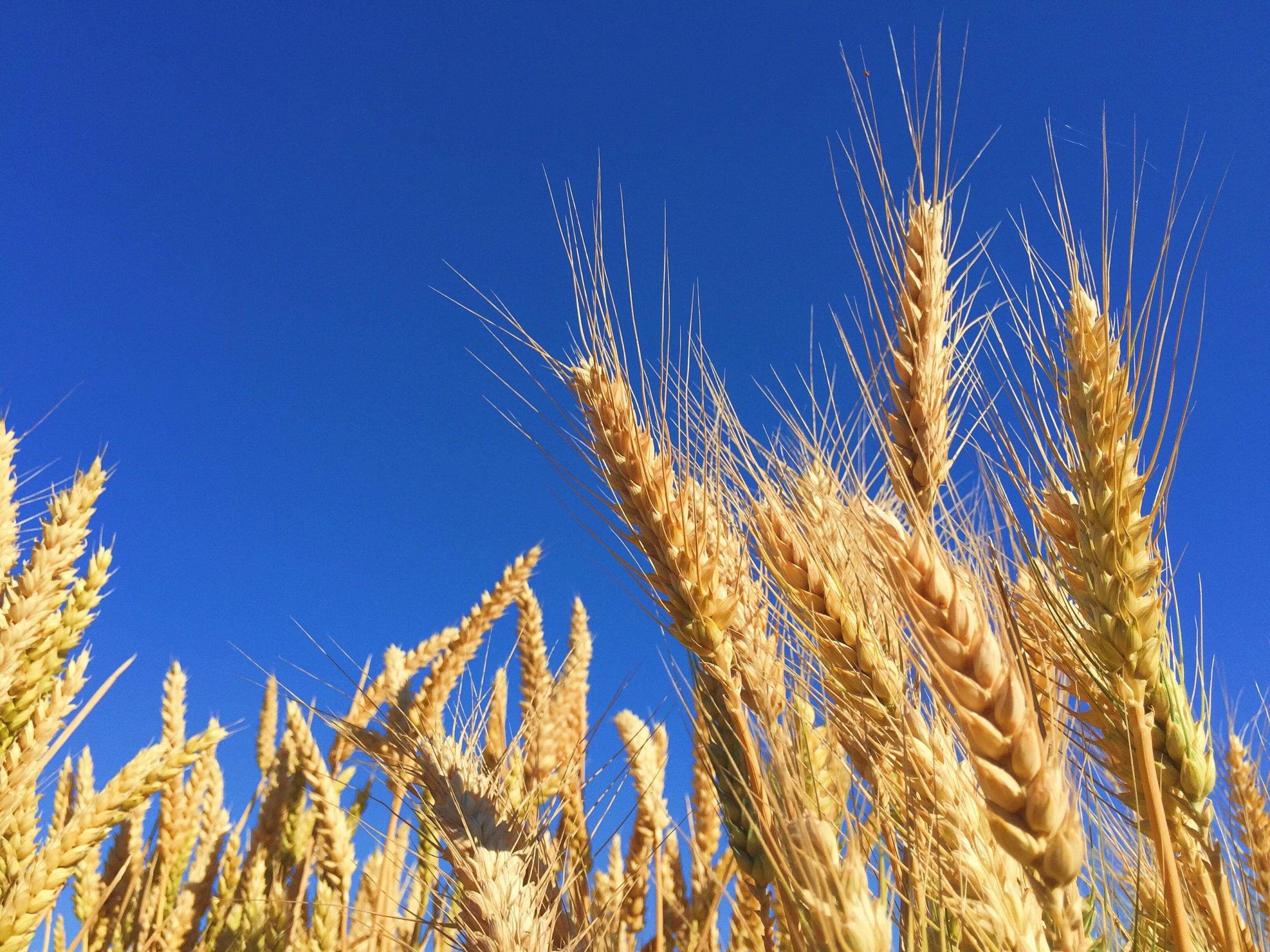 Close up of wheat growing in a field with blue sky background.
