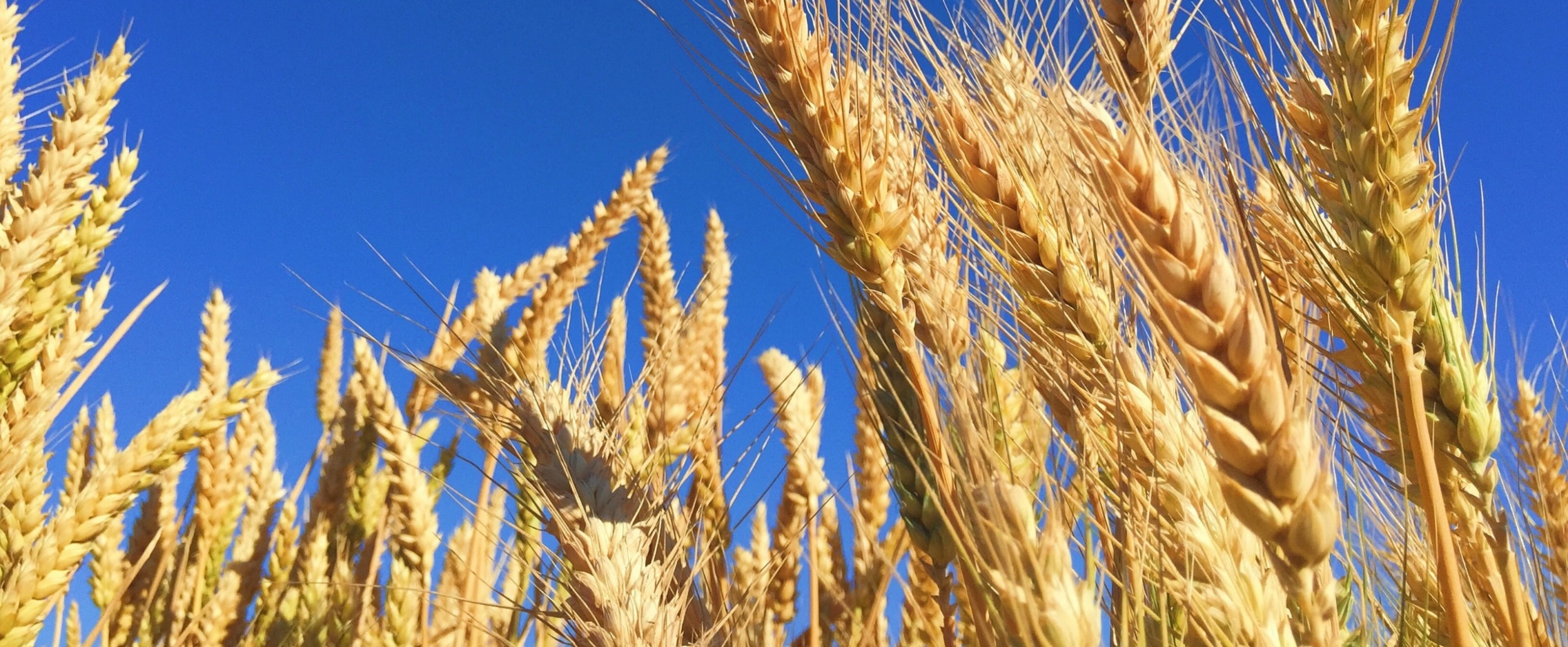 Close up of wheat growing in a field with blue sky background.