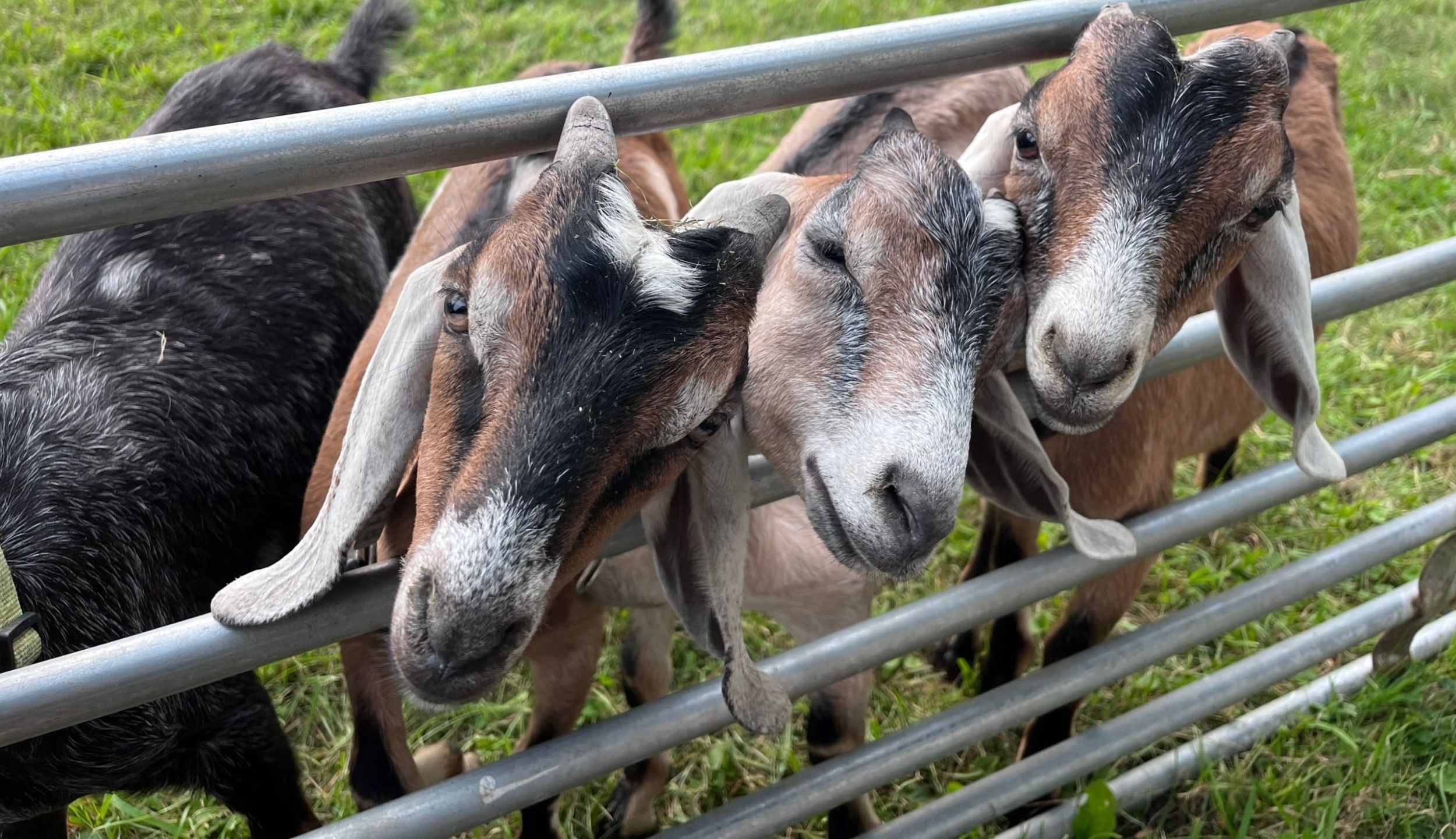 Close up of three goats standing in field of grass sticking their heads through metal bars