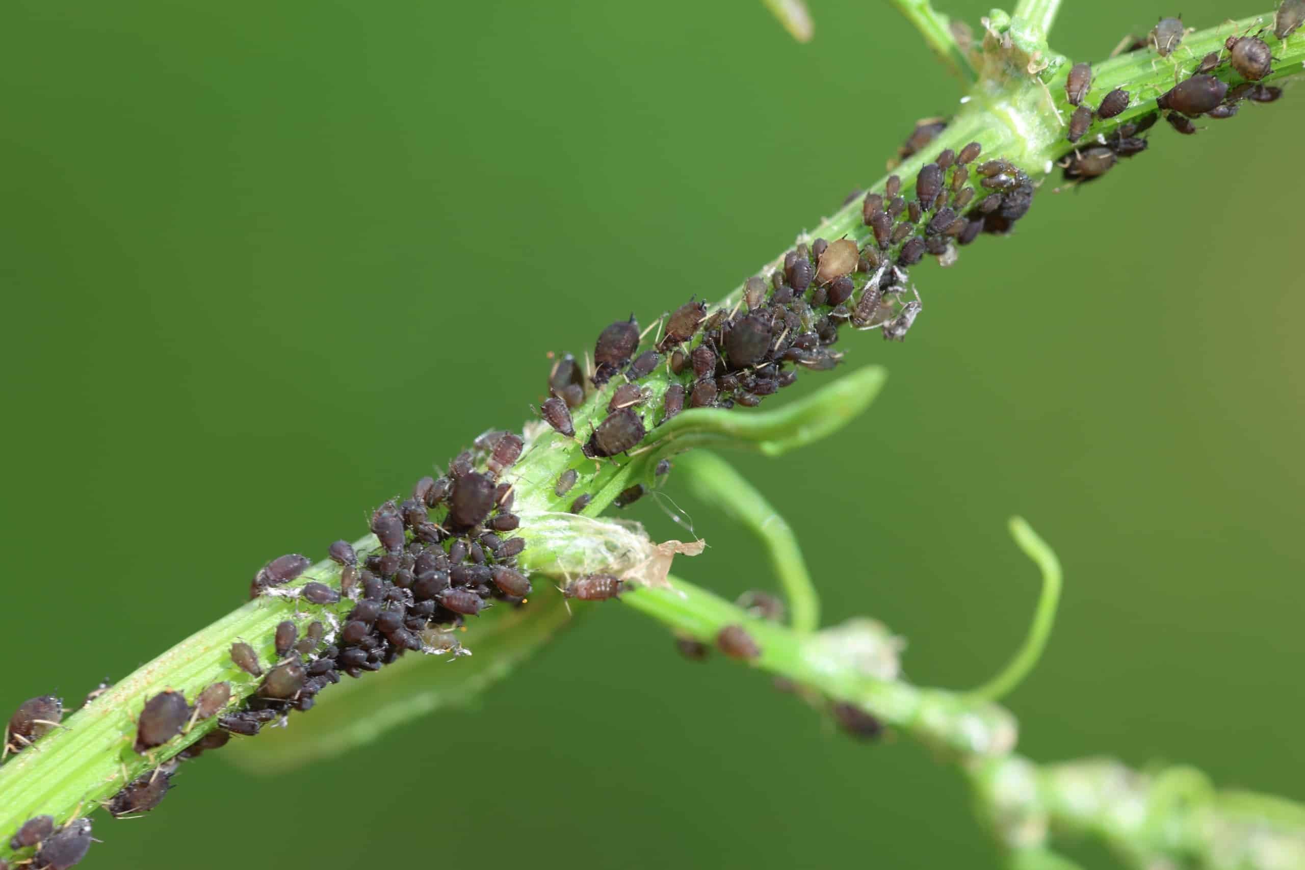 Plant infested by black aphid bugs